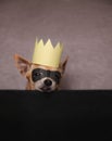 A cute chihuahua with a mask and crown on