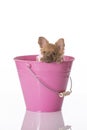 Cute Chihuahua Mix Pupping in Pink Bucket