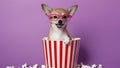 A cute chihuahua with pink glasses sits in a popcorn bucket exuding jo. Concept Dogs, Accessories, Royalty Free Stock Photo