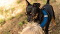 Cute Chihuahua Pinscher breed dog having birth with another small dog