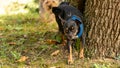 Cute Chihuahua Pinscher breed dog urinating against a tree trunk Royalty Free Stock Photo