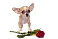Cute chihuahua puppy. Royalty Free Stock Photo