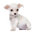 Cute chihuahua puppy (3 months old) Royalty Free Stock Photo