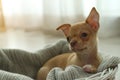Cute Chihuahua puppy on blanket, space for text. Baby animal Royalty Free Stock Photo