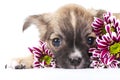 Cute chihuahua puppy among chrysanthemums flowers Royalty Free Stock Photo