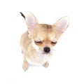 Cute chihuahua puppy with closed eyes