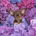 Cute chihuahua puppy dog between flowers Royalty Free Stock Photo