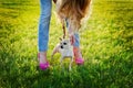 Cute chihuahua puppy dog with young glamour girl walking on green lawn on the sunset, fashion street style Royalty Free Stock Photo