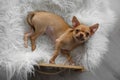 Cute Chihuahua puppy on faux fur, top view. Baby animal