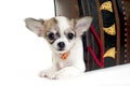 Cute chihuahua puppy in the gift package isolated Royalty Free Stock Photo