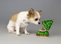 Cute chihuahua puppy listening Christmas music box