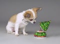 Cute chihuahua puppy listening Christmas music box