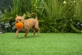 Cute Chihuahua puppy playing with ball on green grass outdoors. Baby animal Royalty Free Stock Photo