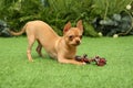 Cute Chihuahua puppy playing with toy on green grass outdoors. Baby animal Royalty Free Stock Photo