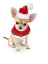 Cute Chihuahua puppy with Santa costume