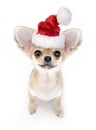 Cute Chihuahua puppy with Santa hat