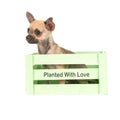Cute chihuahua puppy sitting in a green crate Royalty Free Stock Photo