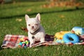 Cute Chihuahua Puppy sitting in the park on a green grass Royalty Free Stock Photo