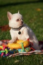 Cute Chihuahua Puppy sitting in the park on a green grass Royalty Free Stock Photo