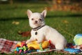 Cute Chihuahua Puppy sitting in the park on a green grass Royalty Free Stock Photo