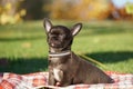 Cute Chihuahua Puppy sitting in the park on a green grass Royalty Free Stock Photo