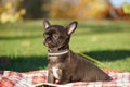 Cute Chihuahua Puppy sitting in the park on a green grass Royalty Free Stock Photo