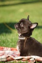 Cute Chihuahua Puppy sitting in the park on a green grass Royalty Free Stock Photo