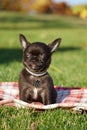 Cute Chihuahua Puppy sitting in the park on a green grass Royalty Free Stock Photo