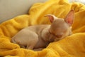 Chihuahua puppy sleeping on yellow blanket. Baby animal Royalty Free Stock Photo