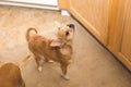 Cute chihuahua puppy sniffing in the kitchen Royalty Free Stock Photo