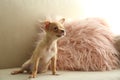 Cute Chihuahua puppy on sofa. Baby animal Royalty Free Stock Photo