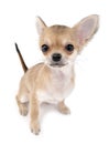 Cute chihuahua puppy with sticking up tail Royalty Free Stock Photo