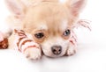 Cute chihuahua puppy with striped woolen leggings close-up on white background