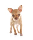 Cute Chihuahua puppy on background. Baby animal Royalty Free Stock Photo