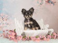 Cute Chihuahua puppy on a white doll bench on a pastel colored background