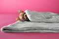 Chihuahua puppy wrapped in blanket on pink background. Baby animal