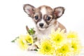 Cute chihuahua puppy with yellow flowers Royalty Free Stock Photo