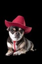 Cute Chihuahua in Red Cowboy Hat