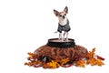 Cute Chihuahua standing on barrel with spider web skirt and tee shirt isolated on white