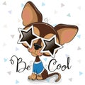 Cute chihuahua with sun glasses in the shape of stars