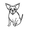 Cute chihuahua vector icon. Tiny Mexican black and white dog smiles and sits. Funny purebred puppy, friendly pet. Nice