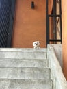Chihuahua white dog sitting looking on the stairs outside the house