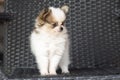 Cute chihuehue poppy dog
