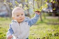 Cute child, baby boy, sitting on the grass in blooming garden Royalty Free Stock Photo