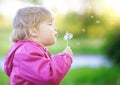Cute child blow dandelion outdoor