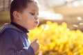 Cute child blowing dandelion at sunset Royalty Free Stock Photo