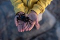 Cute child, boy, holding little crab on the beach, summer Royalty Free Stock Photo