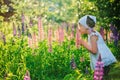 Cute child girl smells lupin flowers on summer field