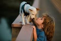 Cute child kissing puppy. Puppies dod playing.