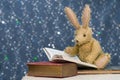 Cute child`s toy rabbit reading at story time. Royalty Free Stock Photo